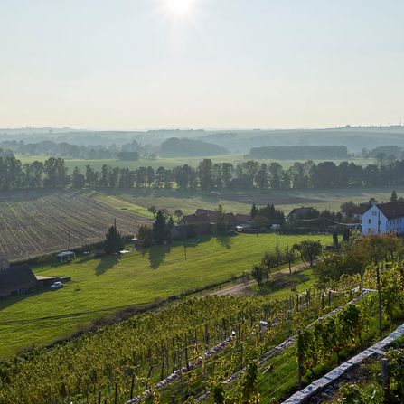 Die Region vom Weingut Jan Ulrich in Nünchritz - Diesbar-Seußlitz - an der Elbe bei Dresden in Sachsen