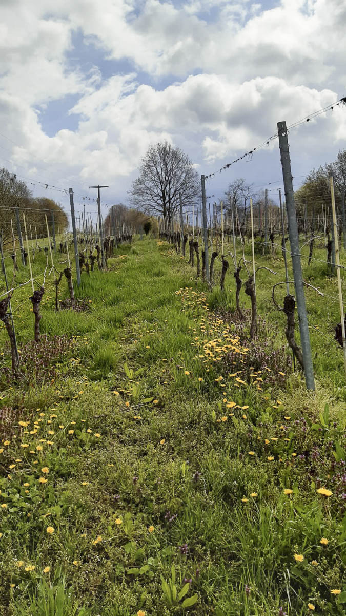 Impressionen einer Weinwanderung und Weinverkostung vom Weingut Jan Ulrich in Nünchritz - Diesbar-Seußlitz - an der Elbe bei Dresden in Sachsen