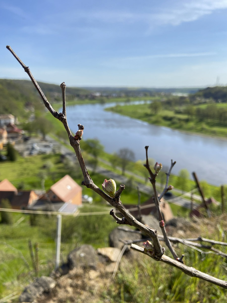 Impressionen einer Weinwanderung und Weinverkostung vom Weingut Jan Ulrich in Nünchritz - Diesbar-Seußlitz - an der Elbe bei Dresden in Sachsen